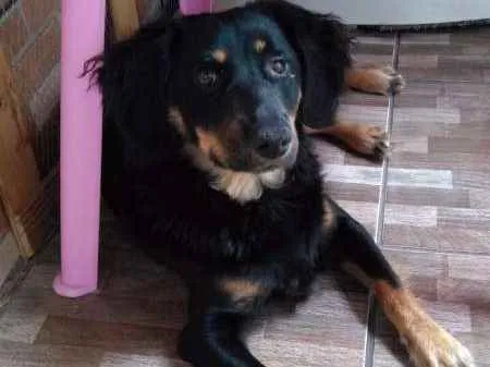 Cachorro ra a Vira lata idade 7 a 11 meses nome Chaves