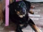Cachorro raça Vira lata idade 7 a 11 meses nome Chaves