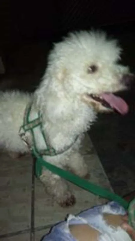 Cachorro ra a Poodle idade 2 anos nome fluck