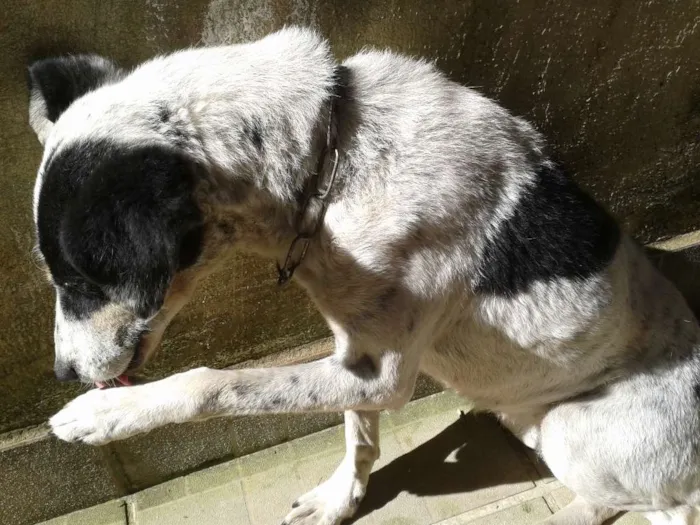 Cachorro ra a Sem raça idade 2 anos nome  Menina