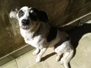 Cachorro raça Sem raça idade 2 anos nome  Menina