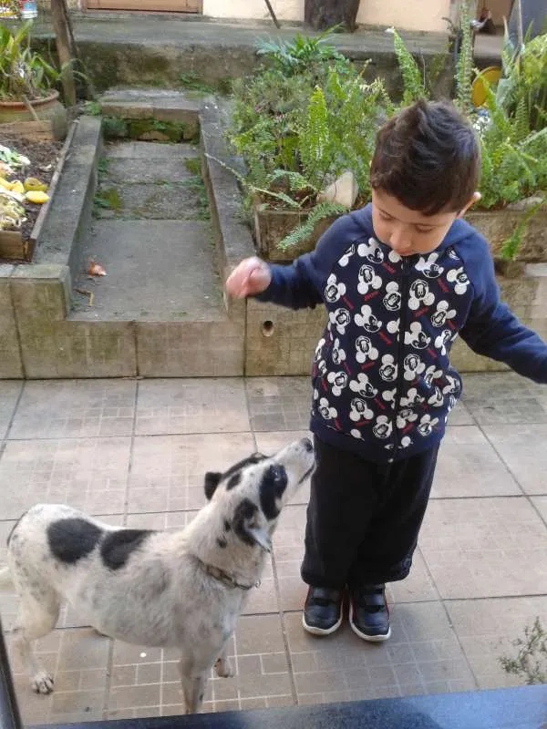 Cachorro ra a Sem raça idade 2 anos nome  Menina