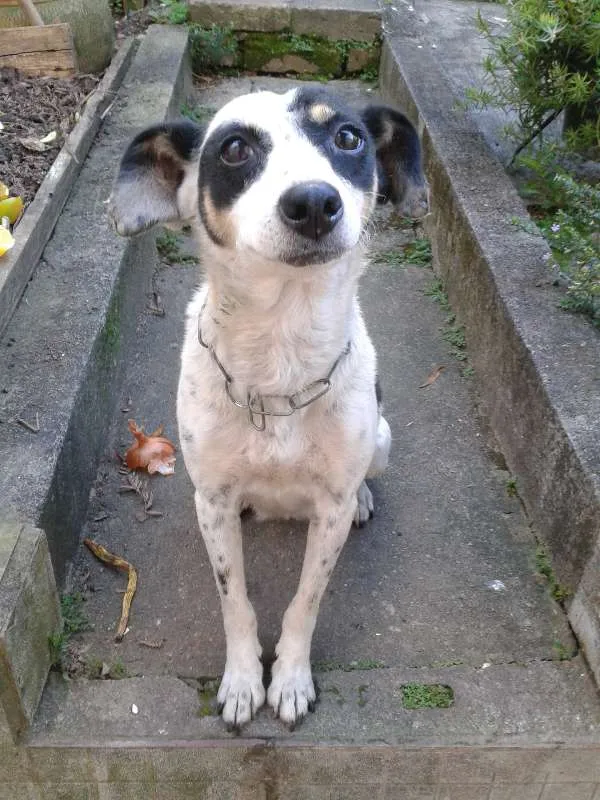 Cachorro ra a Sem raça idade 2 anos nome  Menina