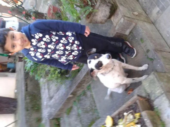 Cachorro ra a Sem raça idade 2 anos nome  Menina