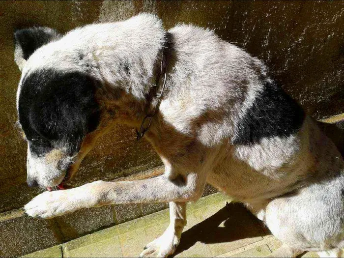 Cachorro ra a Sem raça idade 2 anos nome  Menina