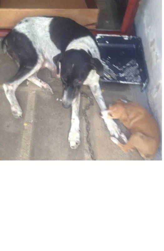Cachorro ra a SRD idade 3 anos nome Pandora