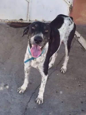 Cachorro raça SRD idade 3 anos nome Pandora