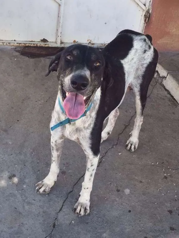 Cachorro ra a SRD idade 3 anos nome Pandora