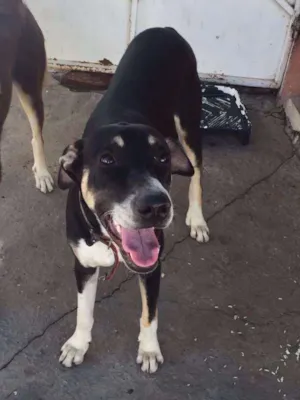 Cachorro raça SRD idade 7 a 11 meses nome Max