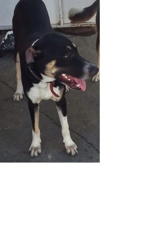 Cachorro ra a SRD idade 7 a 11 meses nome Max