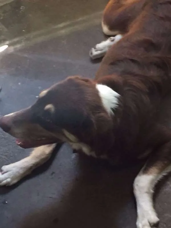 Cachorro ra a SRD idade 7 a 11 meses nome lobinho