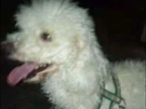 Cachorro raça Poodle idade 2 anos nome fluck