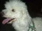 Cachorro raça Poodle idade 2 anos nome fluck