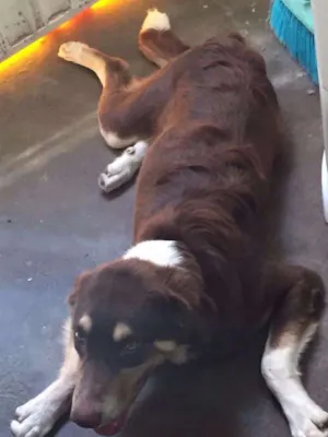 Cachorro raça SRD idade 7 a 11 meses nome lobinho