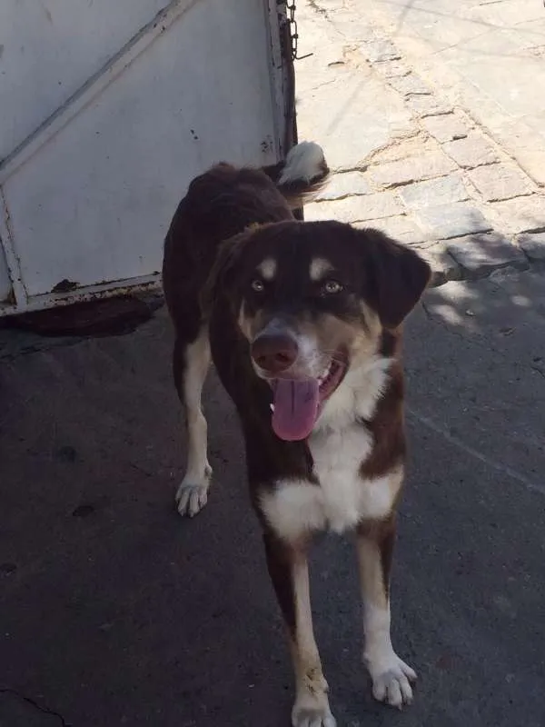 Cachorro ra a SRD idade 7 a 11 meses nome lobinho