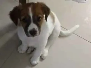 Cachorro raça Vira lata idade 2 a 6 meses nome Mel