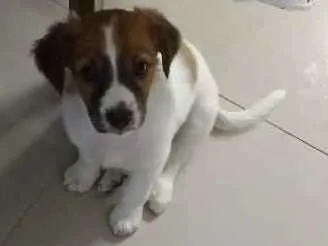 Cachorro raça Vira lata idade 2 a 6 meses nome Mel