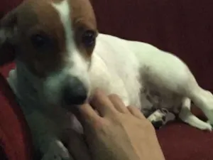 Cachorro raça Bigoo  idade 2 a 6 meses nome Lilithy
