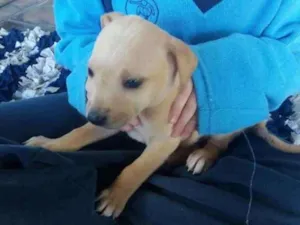 Cachorro raça vira lata idade Abaixo de 2 meses nome filhotes