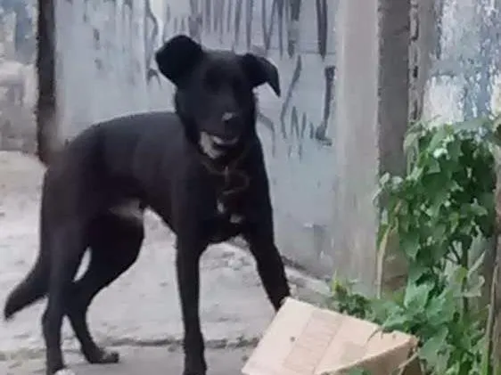 Cachorro ra a Sem raça difinida idade 1 ano nome Não sei