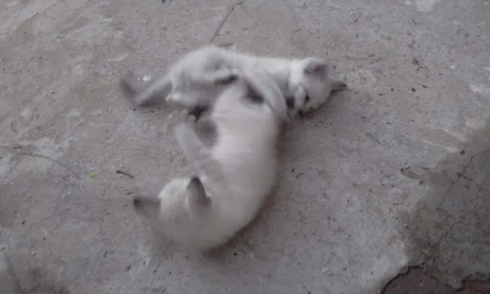 Gato ra a Vira-lata idade 7 a 11 meses nome Zohar