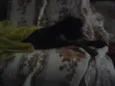 preta