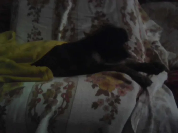 Cachorro ra a srd idade 2 a 6 meses nome preta