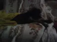 preta