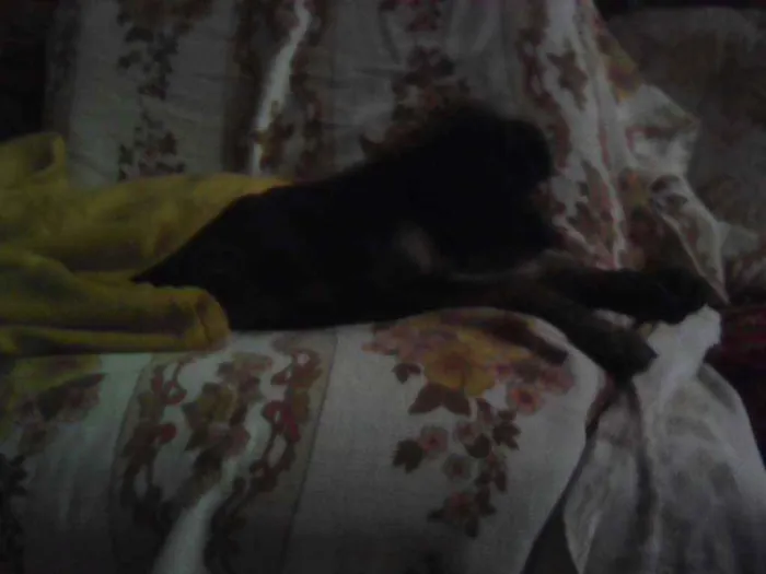 Cachorro ra a srd idade 2 a 6 meses nome preta