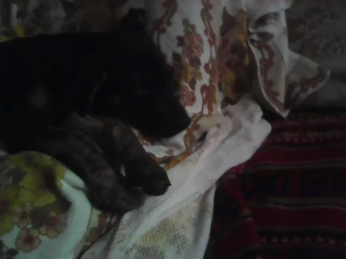 Cachorro ra a srd idade 2 a 6 meses nome preta
