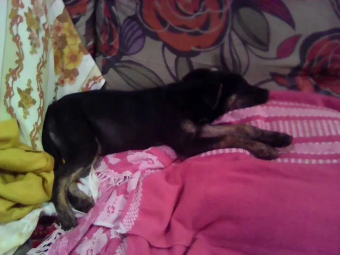 Cachorro ra a srd idade 2 a 6 meses nome preta