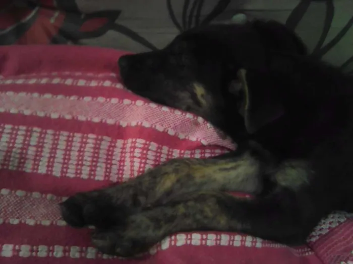 Cachorro ra a srd idade 2 a 6 meses nome preta