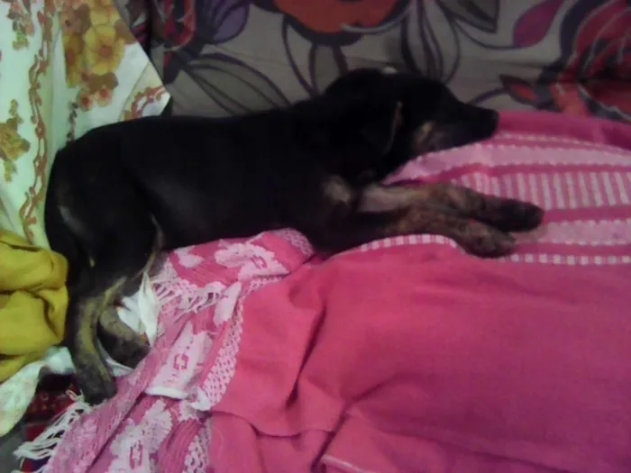 Cachorro ra a srd idade 2 a 6 meses nome preta