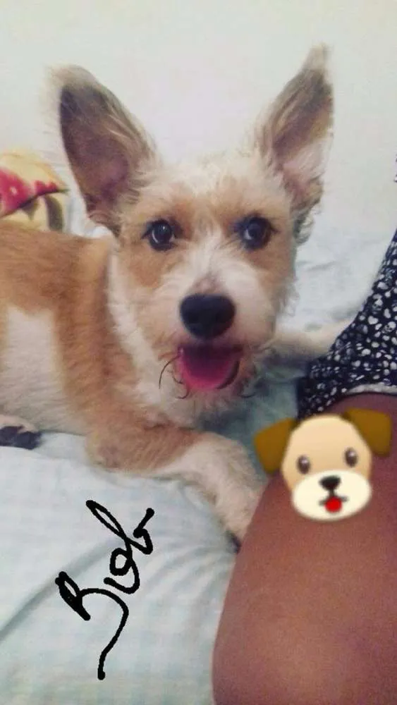 Cachorro ra a Mestiço  idade 4 anos nome Bob