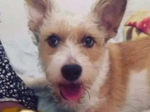 Cachorro raça Mestiço  idade 4 anos nome Bob