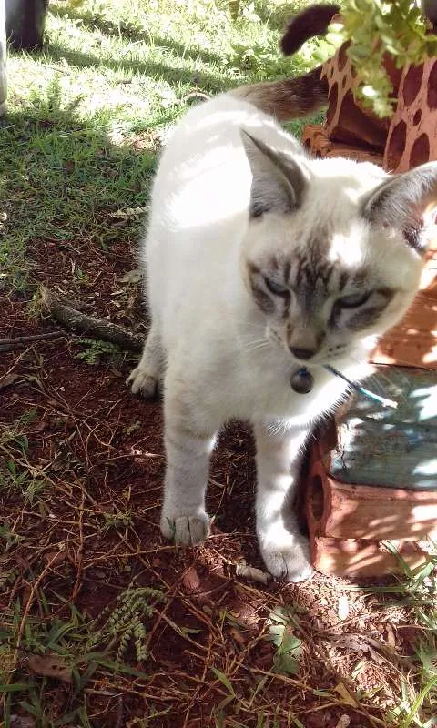 Gato ra a Vira-lata idade 7 a 11 meses nome Zohar