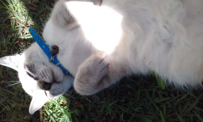 Gato ra a Vira-lata idade 7 a 11 meses nome Zohar