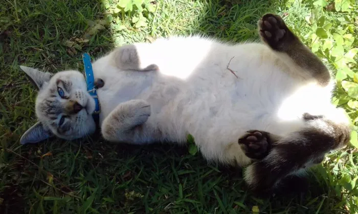 Gato ra a Vira-lata idade 7 a 11 meses nome Zohar