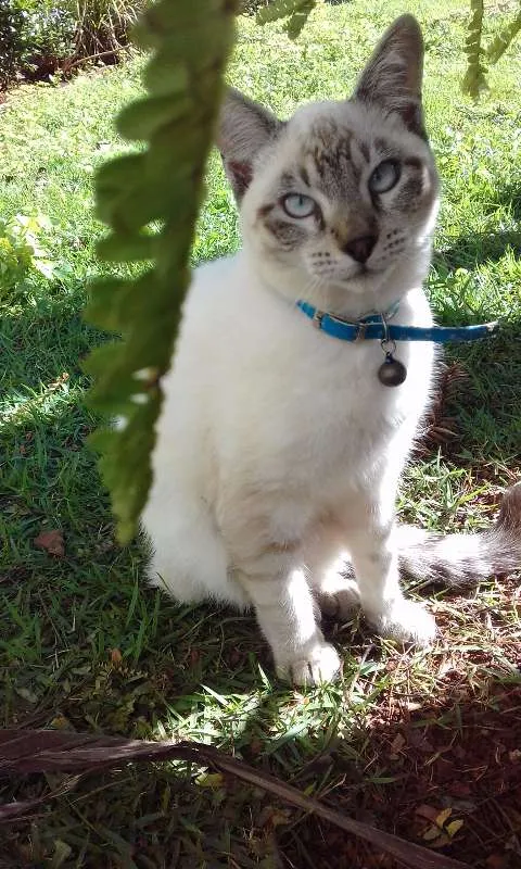 Gato ra a Vira-lata idade 7 a 11 meses nome Zohar