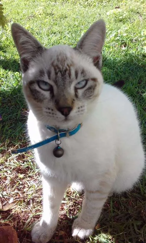 Gato ra a Vira-lata idade 7 a 11 meses nome Zohar