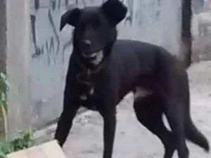 Cachorro raça Sem raça difinida idade 1 ano nome Não sei