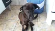Belinha