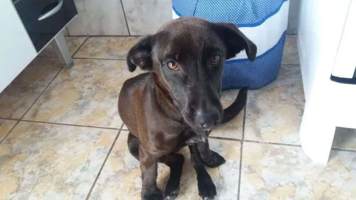 Cachorro ra a Vira lata idade 7 a 11 meses nome Belinha