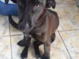 Belinha