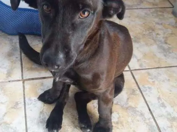 Cachorro ra a Vira lata idade 7 a 11 meses nome Belinha