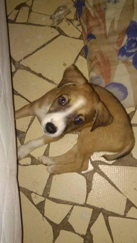 Cachorro ra a Vira lata idade 2 a 6 meses nome Boris
