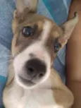 Boris