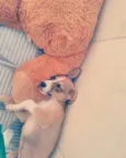Boris