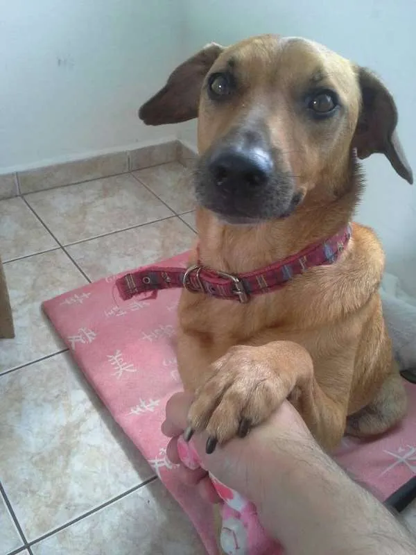 Cachorro ra a SRD idade 3 anos nome Cookie