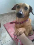 Cookie